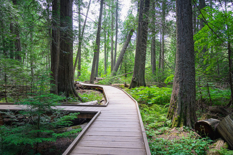 Trail of the Cedars - Glacier National Park